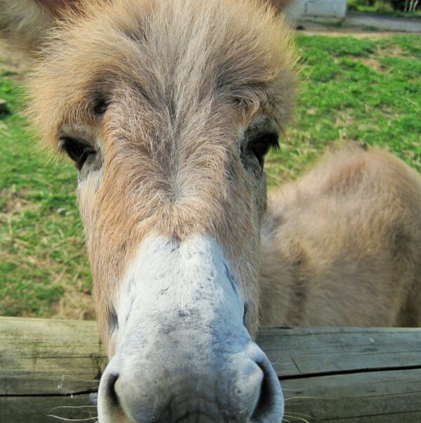 Did Jesus Ride Two Donkeys into Jerusalem?