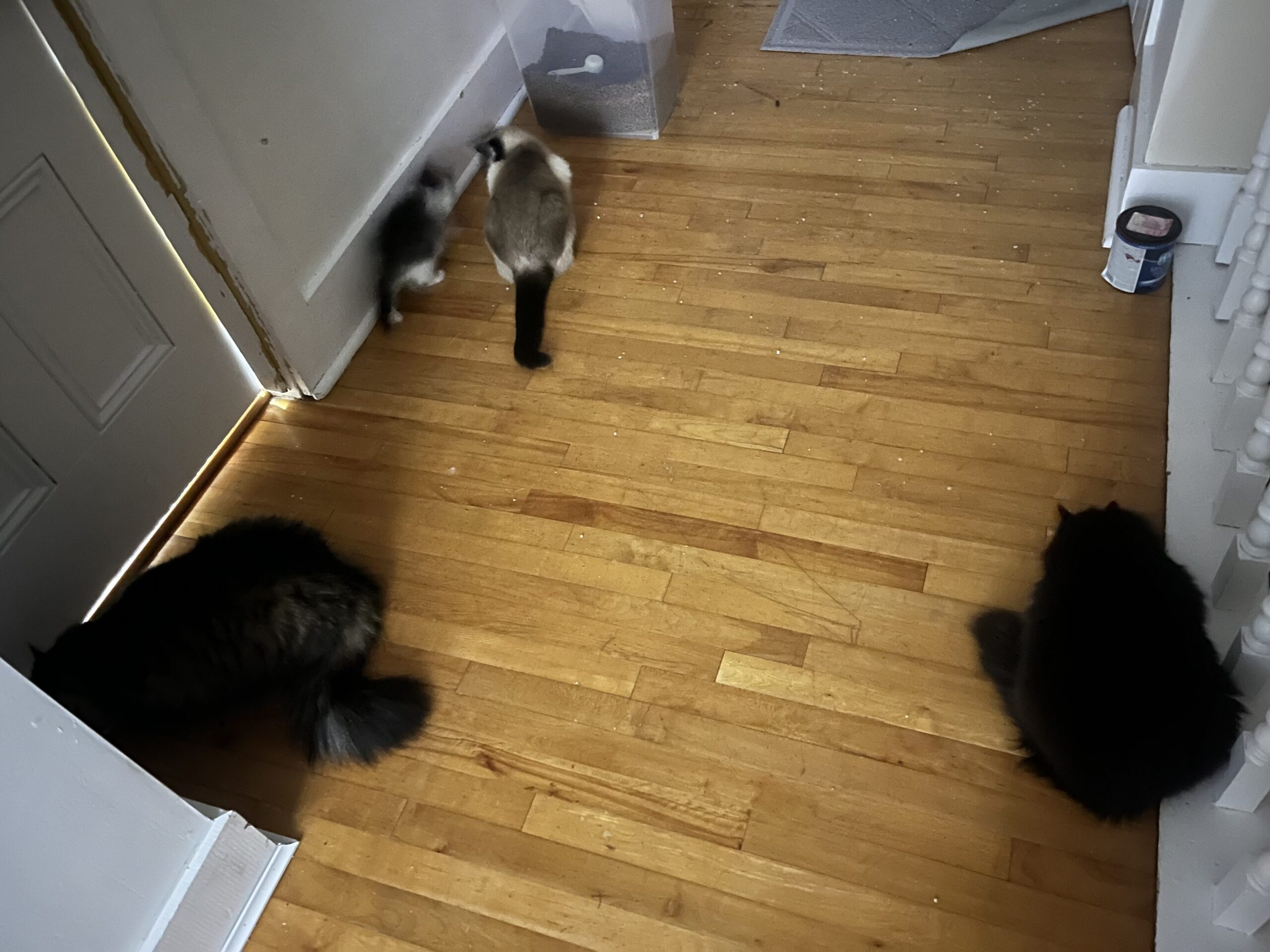 Cats