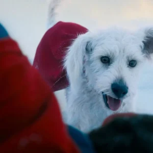Krypto and Superman
